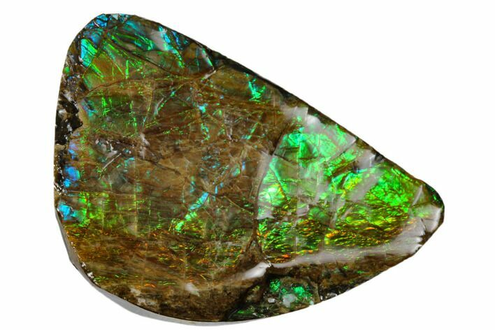 Iridescent Ammolite (Fossil Ammonite Shell) - Alberta, Canada #175139